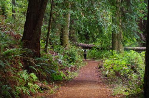A person stands on a forest path surrounded by tall trees and lush greenery, with a fallen log nearby.