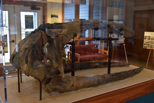Fossilized whale skull displayed in a glass case, with a wooden bench and informational posters in the background.