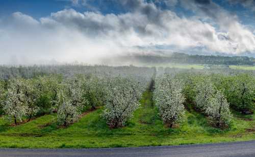 A panoramic view of an orchard in bloom, with misty mountains and cloudy skies in the background.