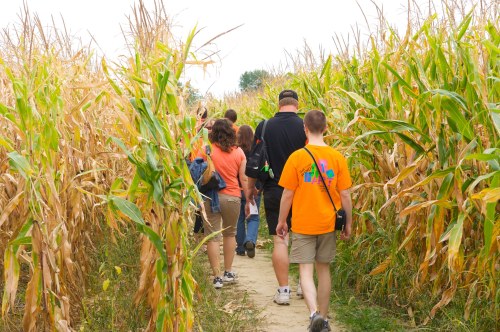 A group of people walking through a corn maze, surrounded by tall, golden corn stalks on either side.