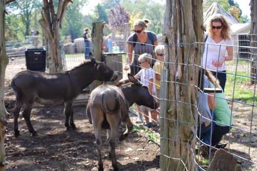 A group of children and adults interact with donkeys at a farm, surrounded by a fenced area and greenery.