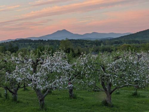 Blossoming apple trees in a field with mountains and a colorful sunset in the background.