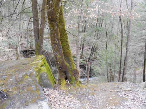 A moss-covered tree stands beside a rocky ledge, overlooking a serene forested area with a stream below.