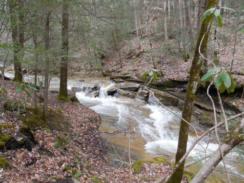 A serene forest scene featuring a flowing stream surrounded by trees and fallen leaves.