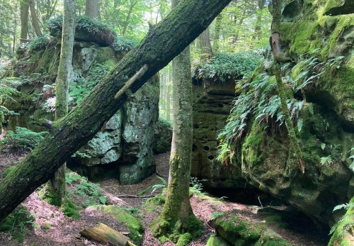 Lush forest scene with moss-covered rocks and trees, creating a serene, natural environment.