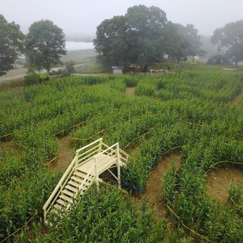 Aerial view of a corn maze with a wooden observation deck surrounded by tall corn plants and trees in the background.