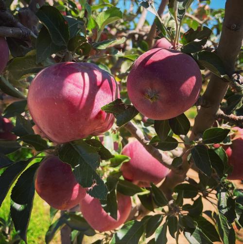 Close-up of red apples hanging on a tree branch, surrounded by green leaves in bright sunlight.