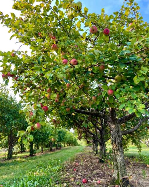 Apple trees laden with ripe, red and green apples in a lush orchard under a clear blue sky.