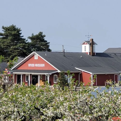 Red barn-style building with "Spicer Orchards" sign, surrounded by blooming trees and a clear blue sky.