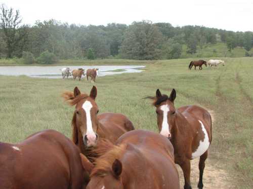 A group of brown horses in a grassy field near a pond, with a few horses grazing in the background.