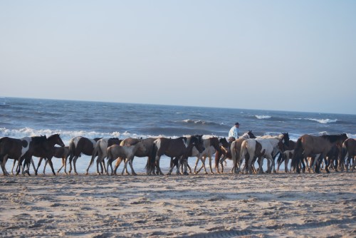 A group of horses walking along a sandy beach with ocean waves in the background. A person guides them.