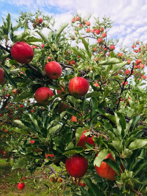 A close-up of apple trees laden with ripe red apples against a blue sky.
