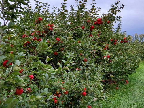 A row of apple trees laden with bright red apples under a cloudy sky. Green grass lines the orchard.
