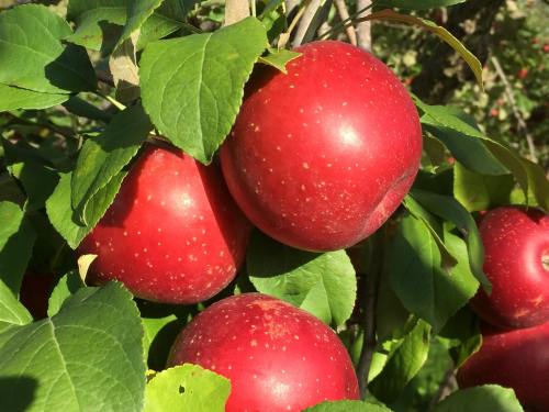 Close-up of shiny red apples hanging from a tree branch, surrounded by green leaves.