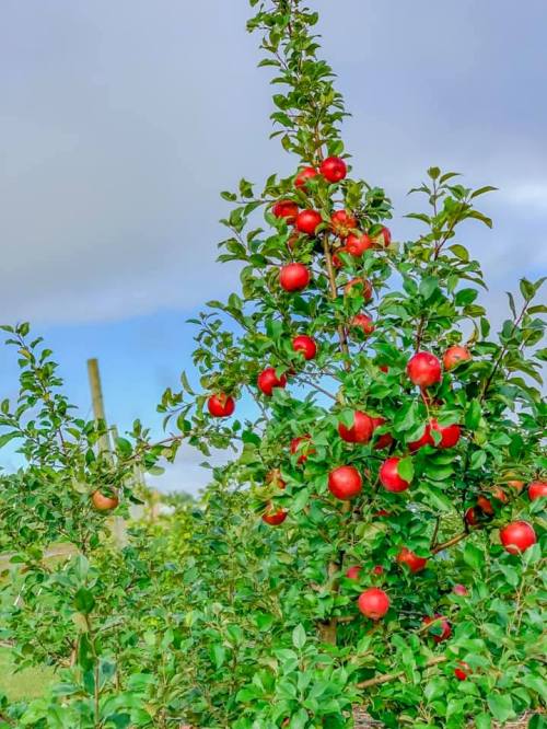 A vibrant apple tree laden with bright red apples against a blue sky and fluffy clouds.