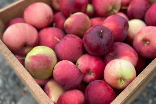 A wooden box filled with a variety of red and green apples, showcasing their vibrant colors and fresh appearance.