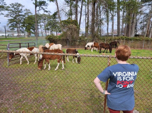A person in a blue shirt watches a group of horses grazing behind a fence in a grassy area.