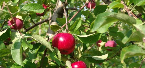 Red apples hanging from branches surrounded by green leaves in a sunny orchard.