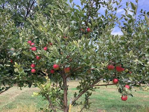A lush apple tree with bright red apples against a backdrop of green leaves and a blue sky.