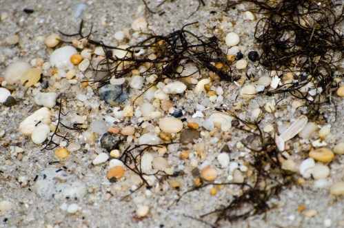 Close-up of sandy beach with small pebbles, shells, and strands of seaweed scattered across the surface.