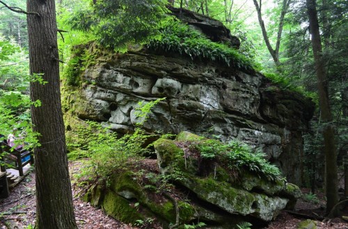 A large moss-covered rock formation surrounded by lush green trees and ferns in a forested area.