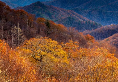 Vibrant autumn foliage covers rolling hills, showcasing shades of orange, yellow, and brown against a misty backdrop.