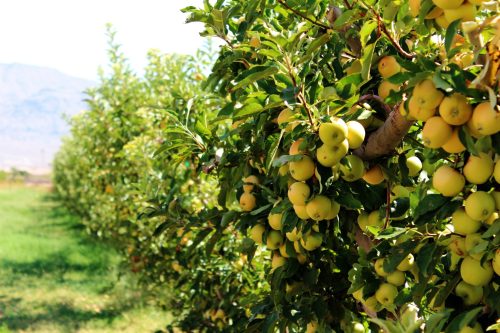 A lush orchard filled with green apple trees heavy with ripe, yellow-green apples under a clear blue sky.