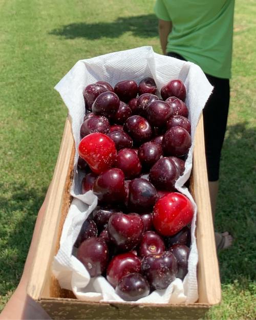 A hand holding a wooden box filled with fresh, dark cherries on a grassy background.