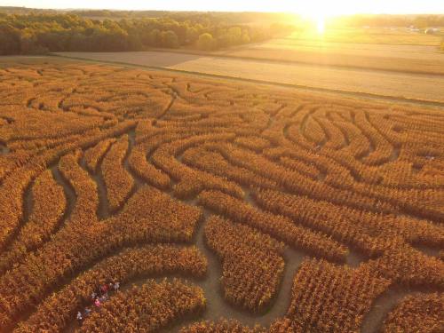 Aerial view of a corn maze in autumn, with golden hues and a sunset in the background.