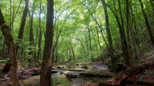 Lush green forest with tall trees and a small stream flowing through rocky terrain.
