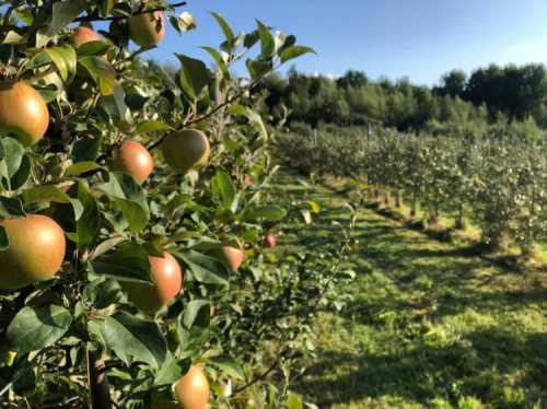 A sunny apple orchard with ripe apples on trees and rows of greenery in the background.