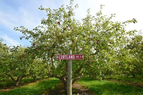 Signpost reading "Cortland No. 3" in an apple orchard with trees bearing red apples under a clear blue sky.