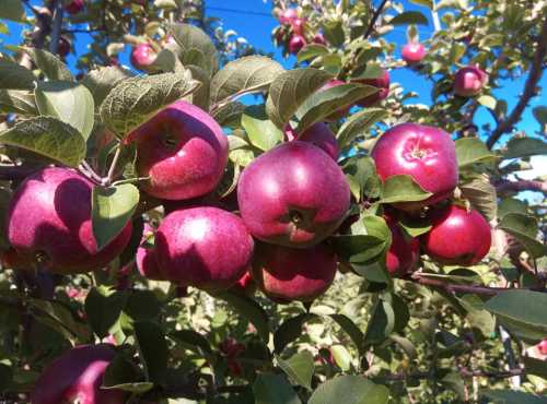 A close-up of ripe red apples hanging on a tree branch, surrounded by green leaves against a clear blue sky.