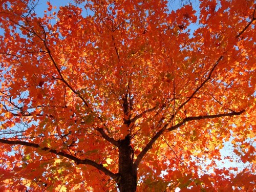A vibrant tree with bright orange and yellow leaves against a clear blue sky.