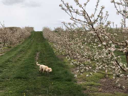 A light-colored dog walks along a grassy path between blooming fruit trees in an orchard.