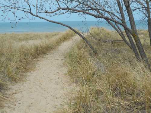 A sandy path leads through tall grass to a calm beach and water in the distance, framed by a bare tree.