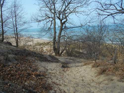 A sandy path leads through trees to a beach and ocean in the distance, under a clear blue sky.