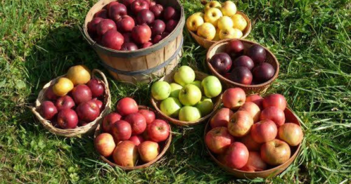 Baskets of various apples in red, green, and yellow, arranged on green grass.