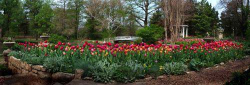 A vibrant garden filled with colorful tulips, a white bridge, and lush greenery under a clear sky.