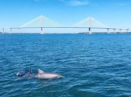 Two dolphins swim in the water beneath a large suspension bridge on a clear blue day.