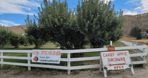Signage for Candy Apple Orchard in Emmett, Idaho, with apple trees and a white fence in the background.