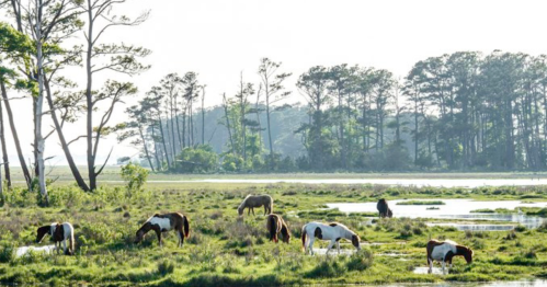 A serene landscape with horses grazing in a lush, green marsh near a calm waterway and trees in the background.