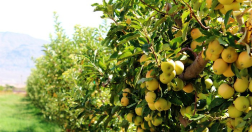 A row of apple trees laden with green apples, set against a backdrop of mountains and clear blue sky.