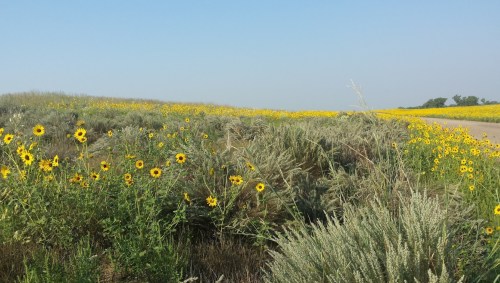 A vibrant field of sunflowers and green shrubs under a clear blue sky, with a road in the background.