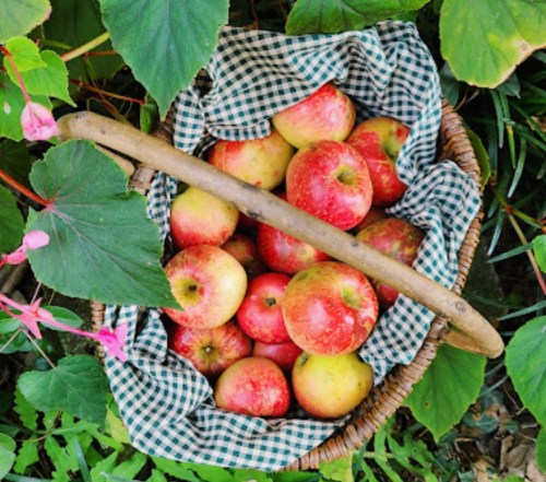A woven basket filled with red and yellow apples, resting on a checkered cloth among green leaves and pink flowers.