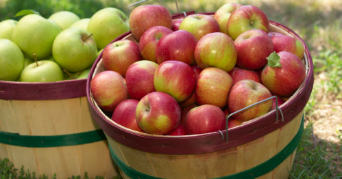 Two wooden baskets filled with red and green apples, sitting on grass in a sunny outdoor setting.