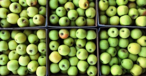 Aerial view of several boxes filled with fresh green apples.