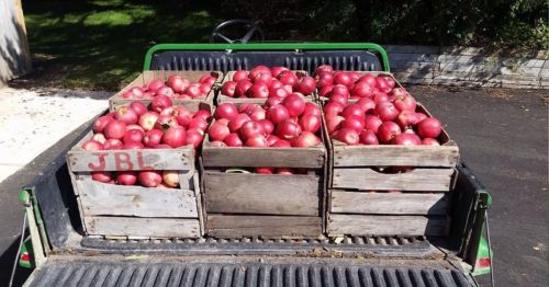 A truck bed filled with wooden crates overflowing with red apples.