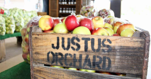 A wooden crate labeled "JUSTUS ORCHARD" filled with red and green apples, surrounded by more apples in bags.