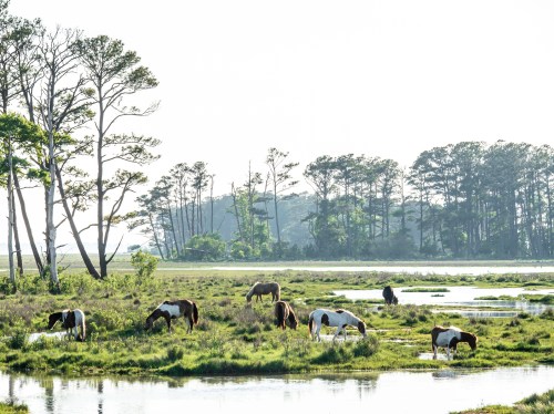 A serene landscape with horses grazing in a marshy area, surrounded by trees and soft morning light.